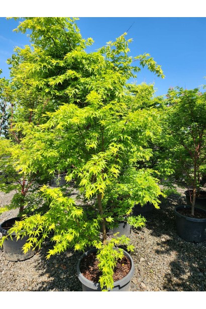 Клен пальмолистий Сангокаку (Acer palmatum ’Sangokaku’) в горщику.